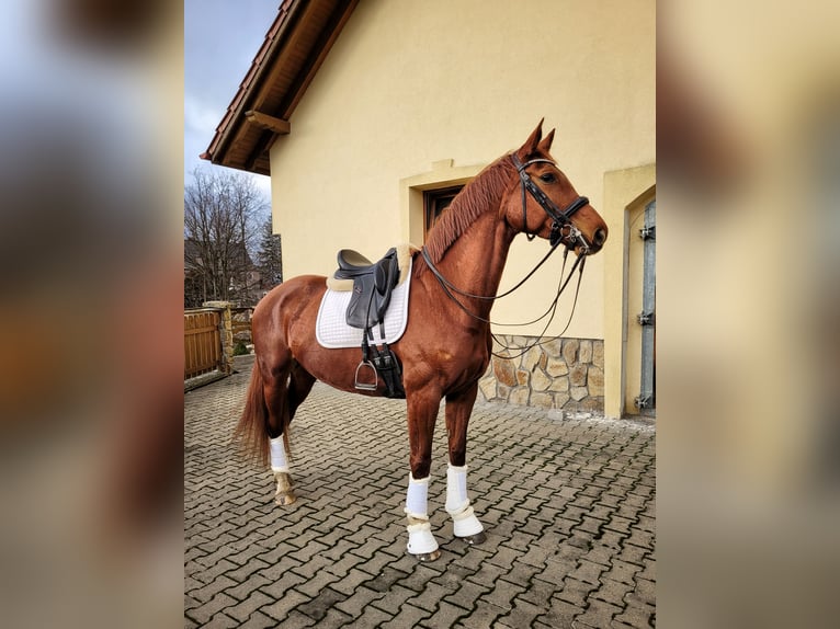 Polish Halfbred Mare 7 years 16,1 hh Chestnut-Red in Rybnica