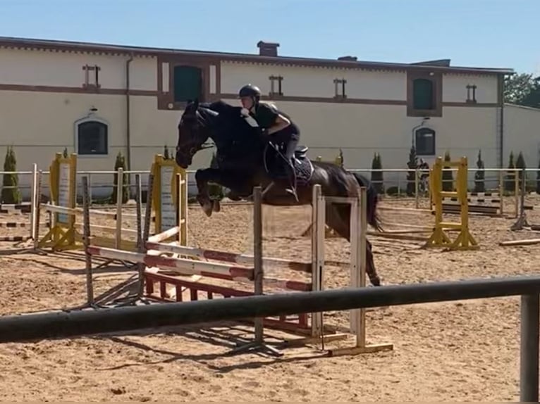 Polish Halfbred Mare 7 years 16,1 hh Smoky-Black in Modrzewie