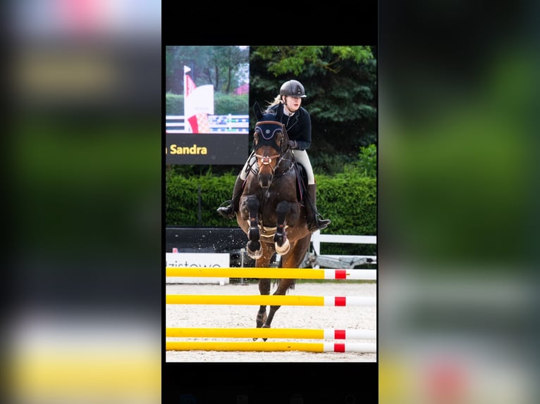 Polish Halfbred Mare 7 years 16,1 hh Smoky-Black in Modrzewie