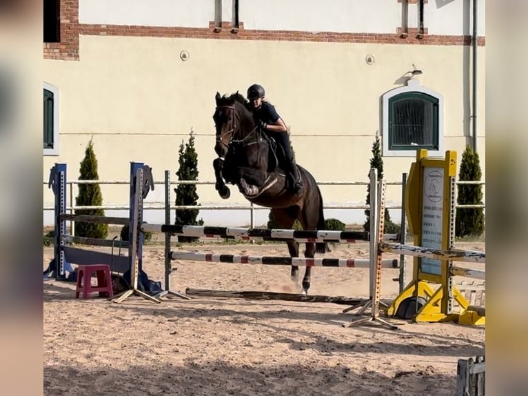 Polish Halfbred Mare 7 years 16,1 hh Smoky-Black in Modrzewie