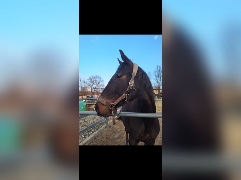 Polish Halfbred Mare 7 years 16.2 hh Brown in Świętochłowice