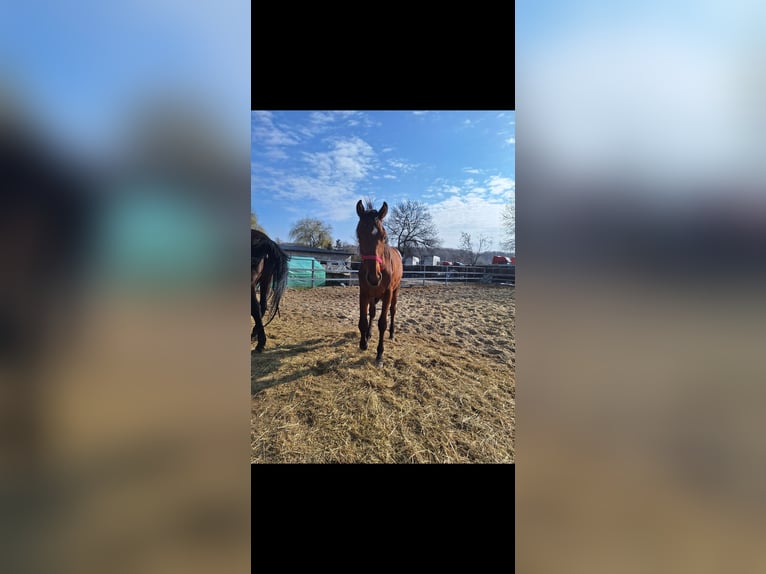 Polish Halfbred Mare 7 years 16.2 hh Brown in Świętochłowice