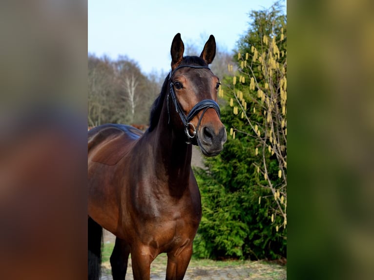 Polish Halfbred Mare 7 years 16,2 hh Brown in Elbląg