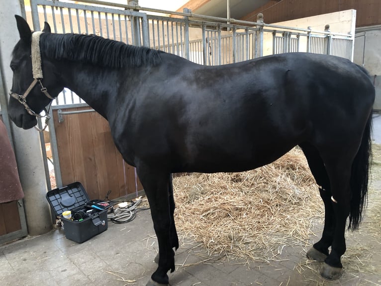 Polish Halfbred Mare 7 years 16,3 hh Black in Pöttmes