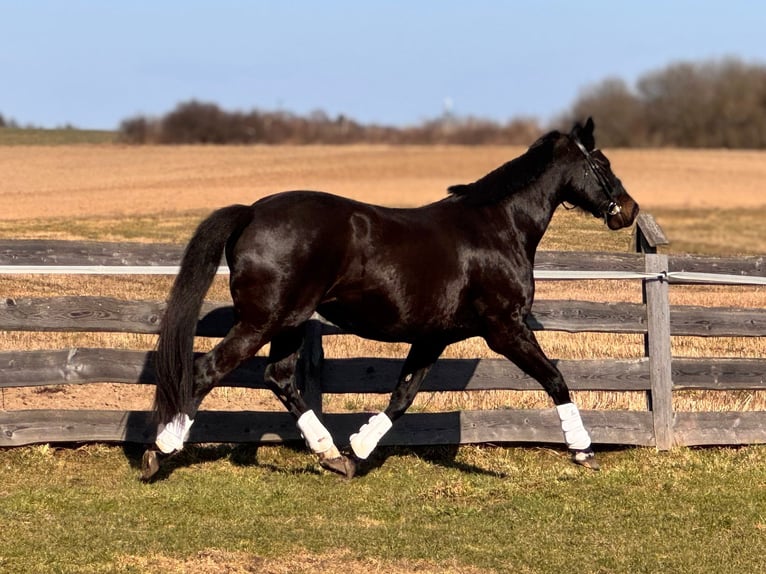 Polish Halfbred Mare 7 years 16 hh Black in Miłakowo