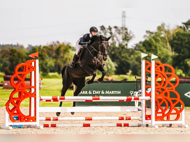 Polish Halfbred Mare 7 years 16 hh Black in Budzyń