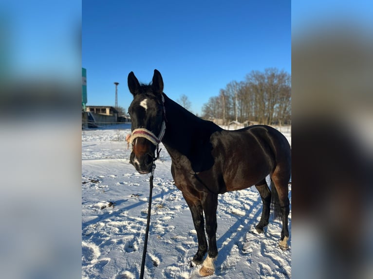 Polish Halfbred Mare 7 years 16 hh Brown in Kolkwitz