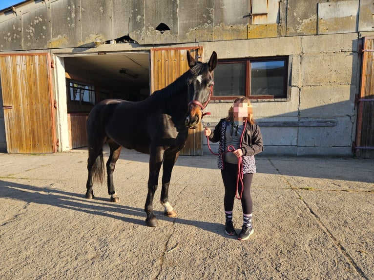 Polish Halfbred Mare 7 years 16 hh Brown in Kolkwitz