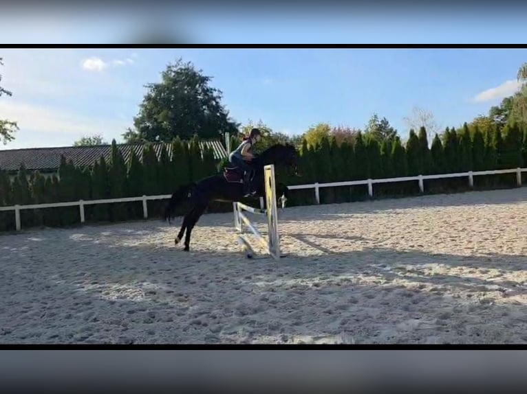 Polish Halfbred Mare 7 years 16 hh Brown in Kolkwitz