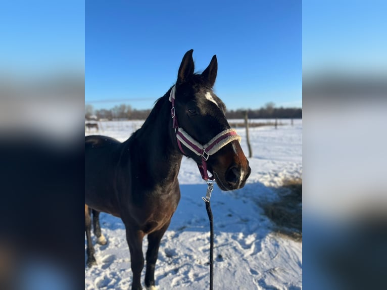 Polish Halfbred Mare 7 years 16 hh Brown in Kolkwitz