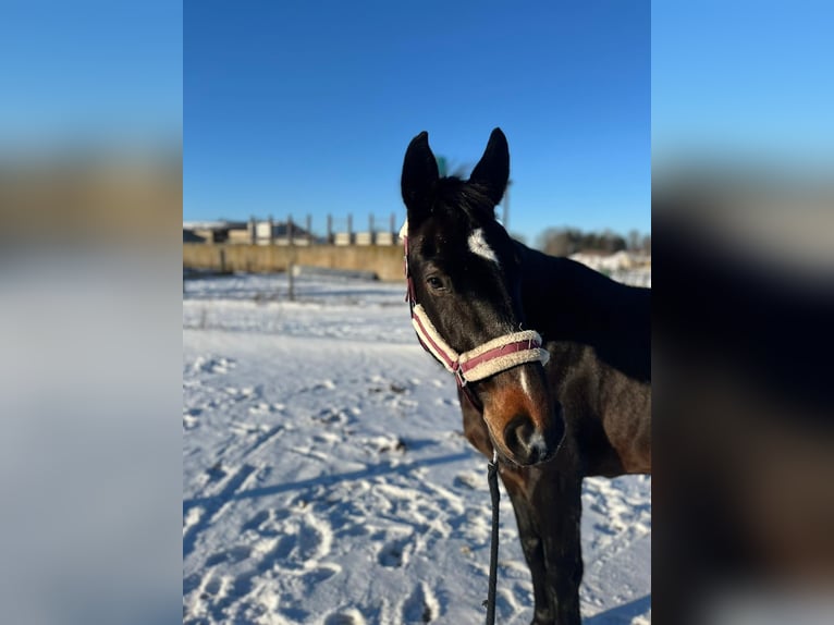 Polish Halfbred Mare 7 years 16 hh Brown in Kolkwitz