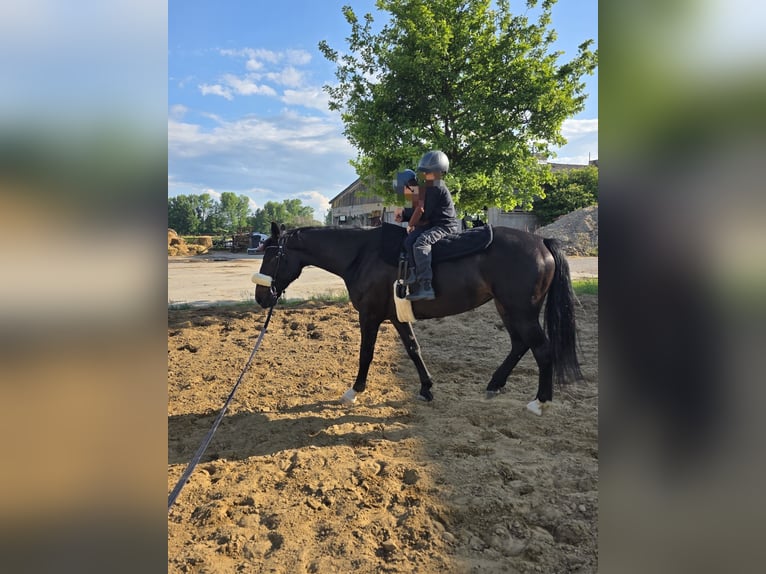 Polish Halfbred Mare 7 years 16 hh Brown in Kolkwitz