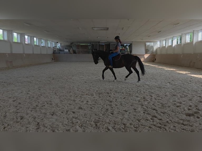 Polish Halfbred Mare 7 years 16 hh Brown in Kolkwitz