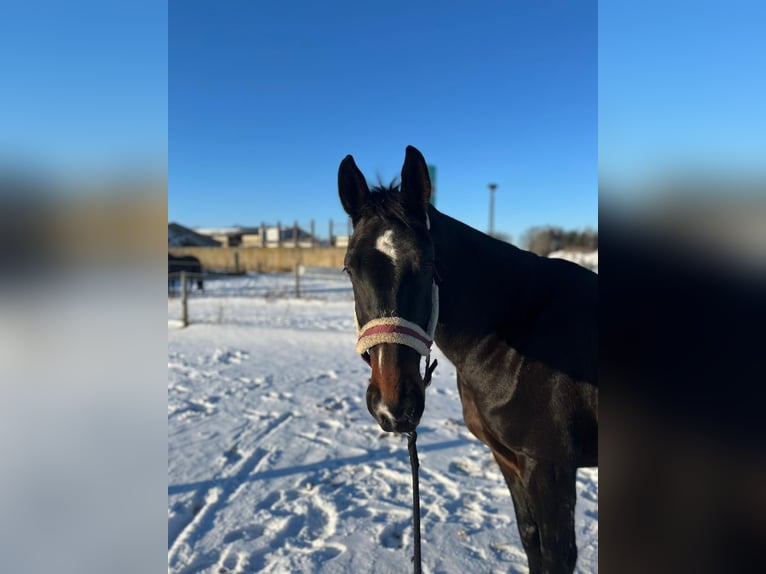 Polish Halfbred Mare 7 years 16 hh Brown in Kolkwitz