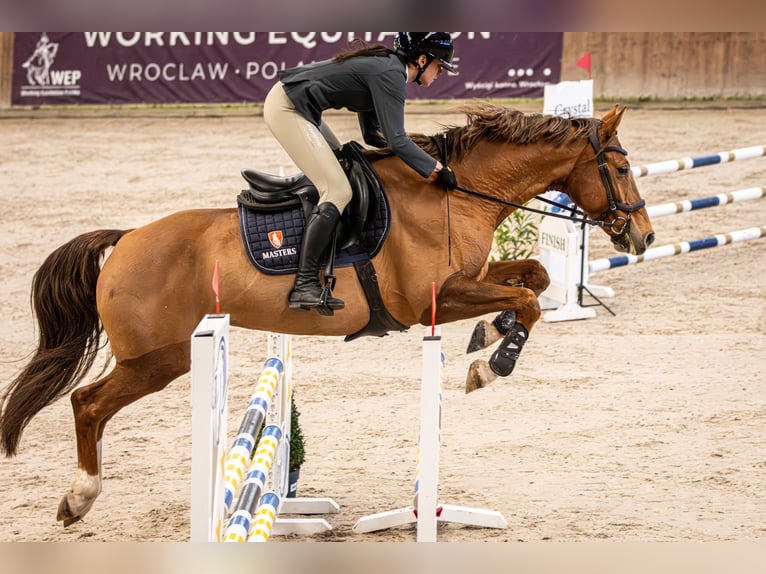 Polish Halfbred Mare 7 years 16 hh Chestnut in Kłaczyna