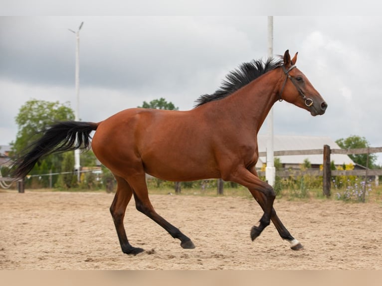 Polish Halfbred Mare 7 years 16,1 hh Bay in Nowy Dzikowiec
