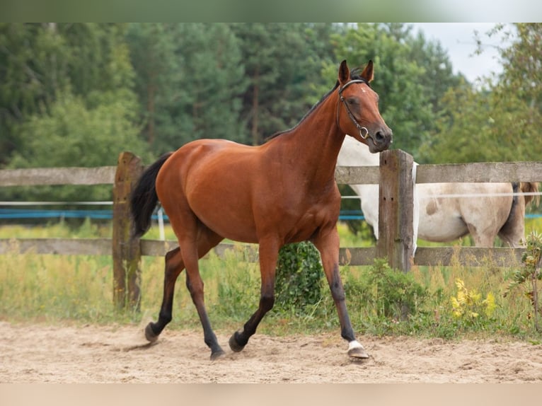 Polish Halfbred Mare 7 years 16,1 hh Bay in Nowy Dzikowiec