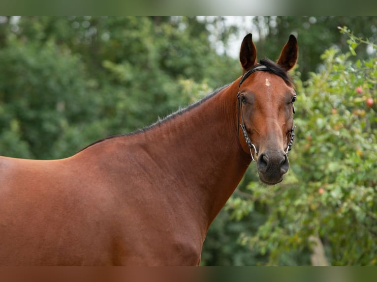 Polish Halfbred Mare 7 years 16,1 hh Bay in Nowy Dzikowiec