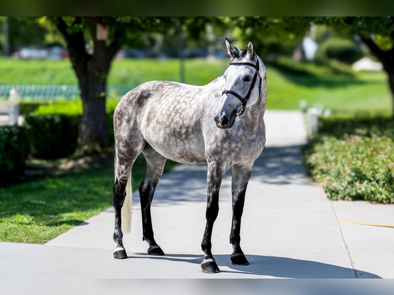 Polish Halfbred Mare 7 years 16,1 hh Grey in Kraków Polish Halfbred Mare 7 years 16,1 hh Grey in Kraków