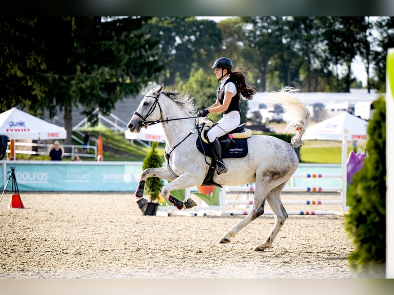 Polish Halfbred Mare 7 years 16,1 hh in Trzyciąż