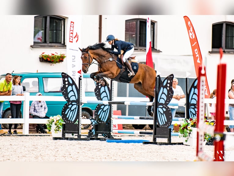 Polish Halfbred Mare 7 years 16,2 hh Bay-Dark in Grab&#xF3;w Nad Pilic&#x105;