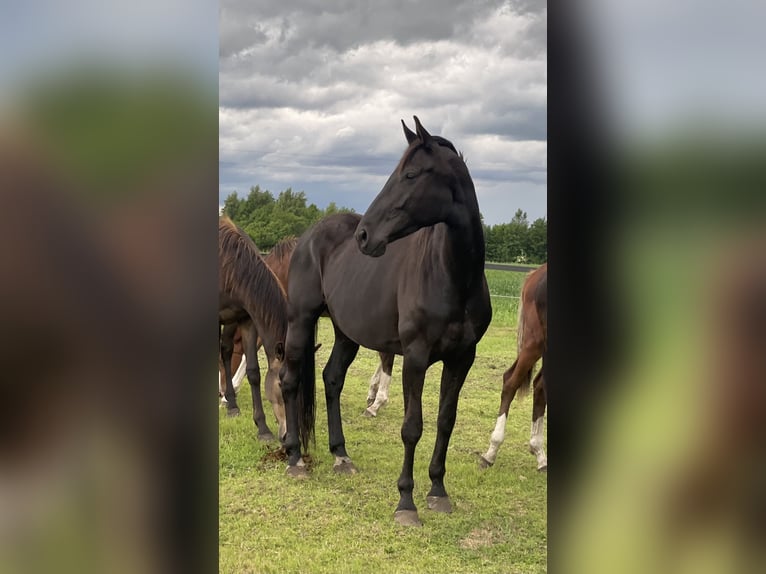 Polish Halfbred Mare 7 years 16,2 hh Black in Stropieszyn