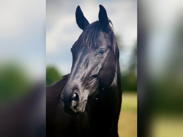 Polish Halfbred Mare 7 years 16,2 hh Black in Stropieszyn