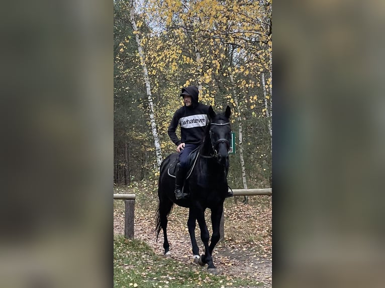 Polish Halfbred Mare 7 years 16,2 hh Black in Stropieszyn