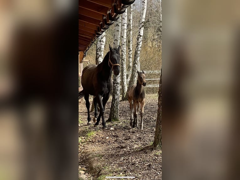 Polish Halfbred Mare 7 years 16,2 hh Black in Stropieszyn