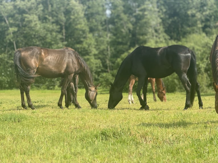 Polish Halfbred Mare 7 years 16,2 hh Black in Stropieszyn