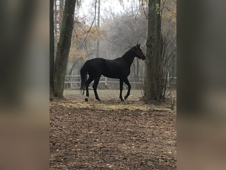 Polish Halfbred Mare 7 years 16,2 hh Black in Stropieszyn