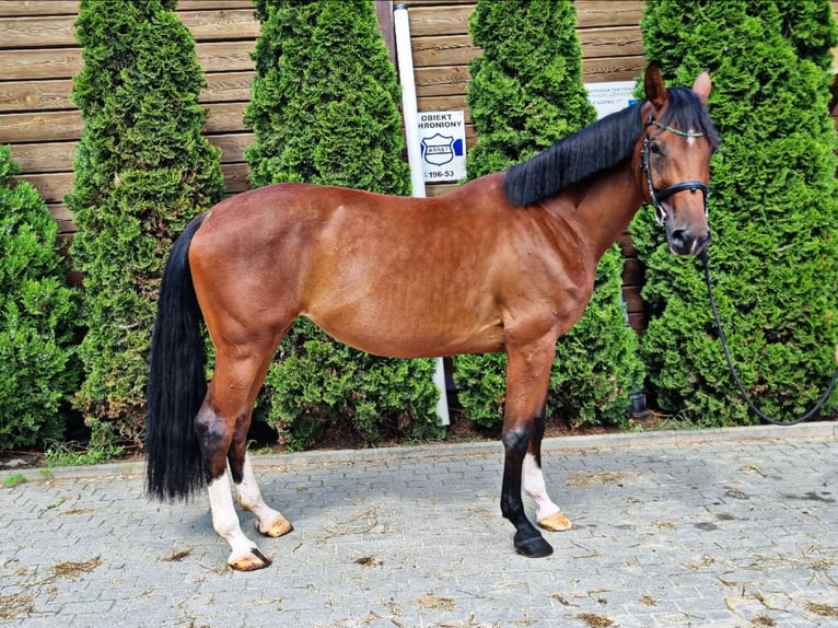 Polish Halfbred Mare 7 years 16,2 hh Brown in Bydgoszcz