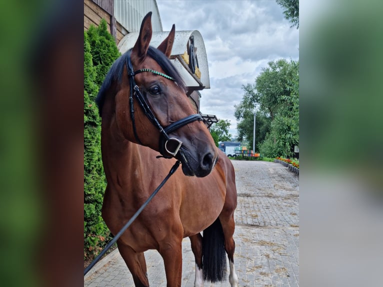 Polish Halfbred Mare 7 years 16,2 hh Brown in Bydgoszcz