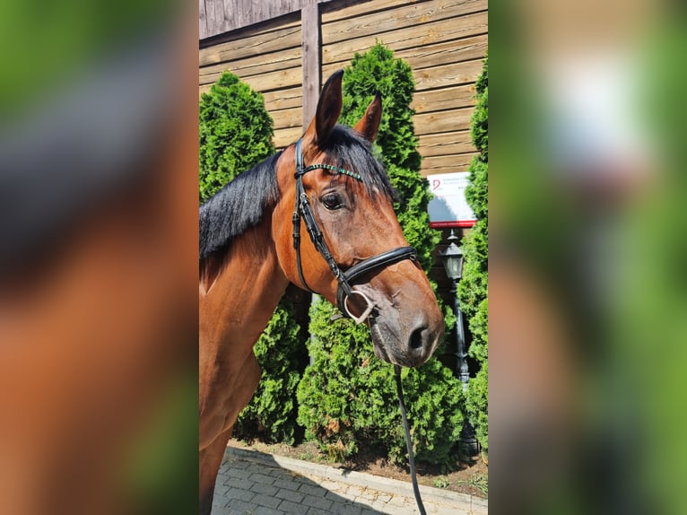 Polish Halfbred Mare 7 years 16,2 hh Brown in Bydgoszcz
