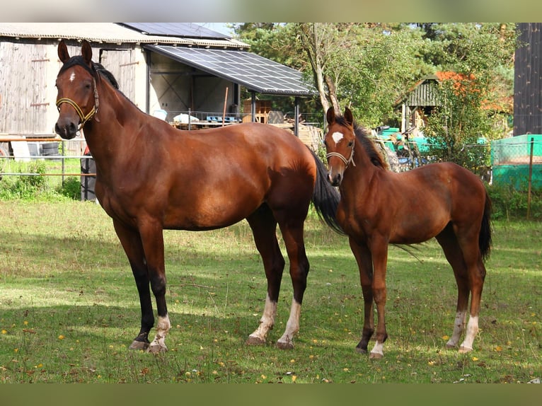 Polish Halfbred Mare 7 years 16,2 hh Brown in Bydgoszcz