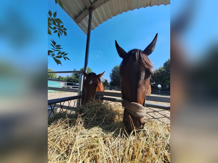 Polish Halfbred Mare 7 years 16,2 hh Brown in Świętochłowice