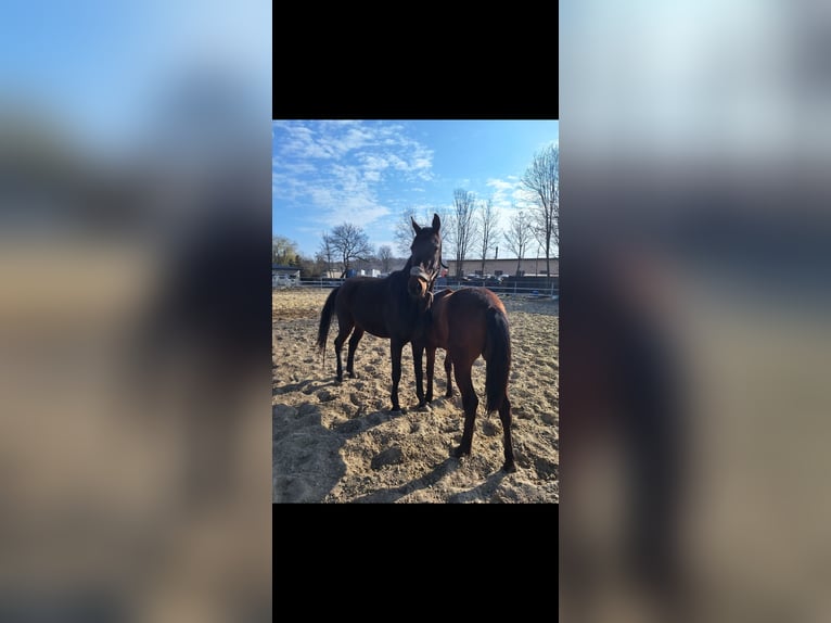 Polish Halfbred Mare 7 years 16,2 hh Brown in Świętochłowice