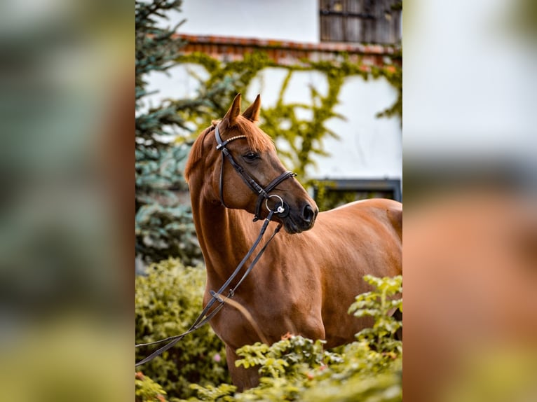 Polish Halfbred Mare 7 years Chestnut-Red in Rzeszów