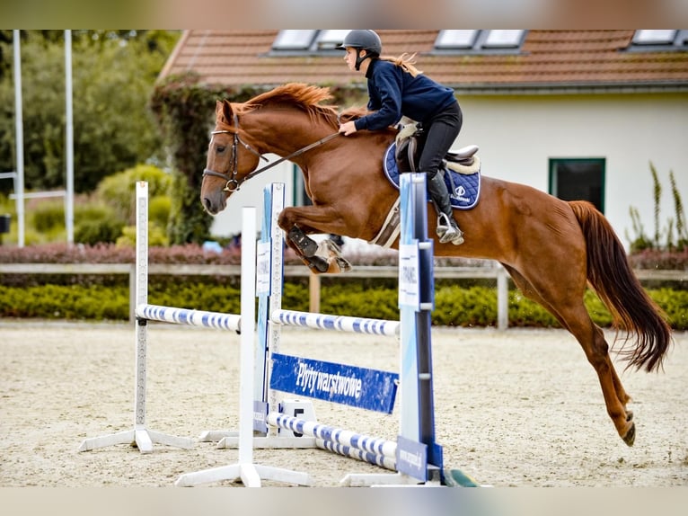 Polish Halfbred Mare 7 years Chestnut-Red in Rzeszów