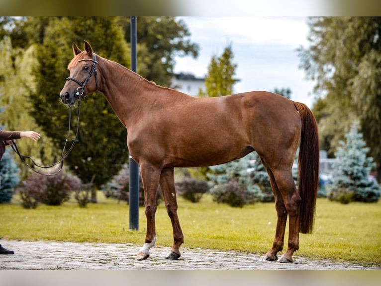 Polish Halfbred Mare 7 years Chestnut-Red in Rzeszów