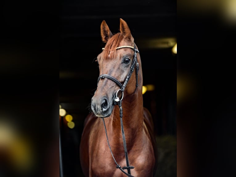 Polish Halfbred Mare 7 years Chestnut-Red in Rzeszów