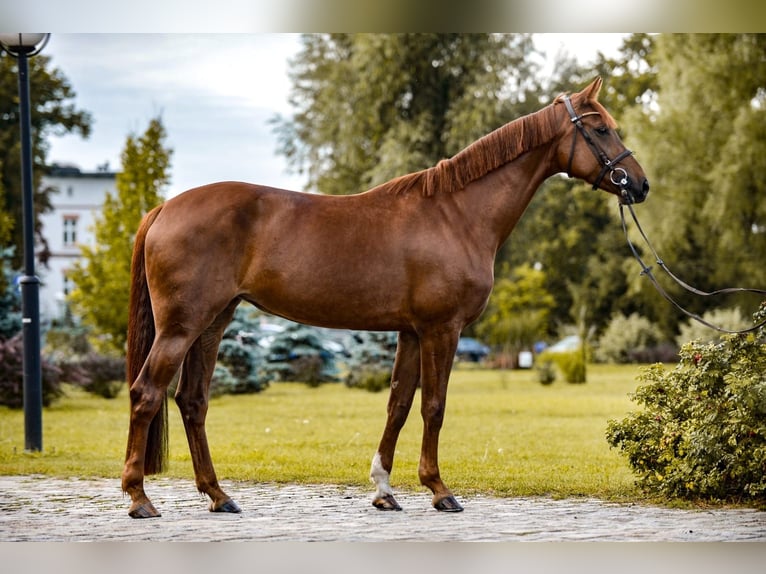 Polish Halfbred Mare 7 years Chestnut-Red in Rzeszów