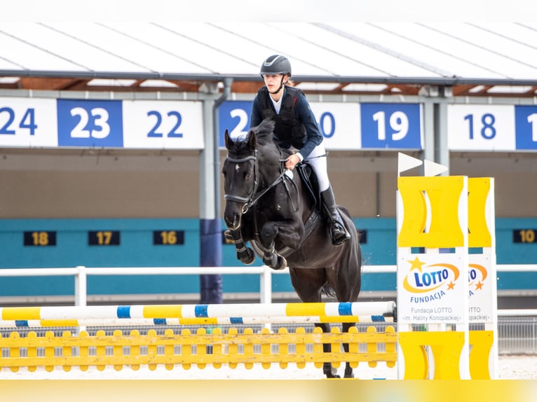 Polish Halfbred Mare 8 years 15,2 hh Black in Słubice