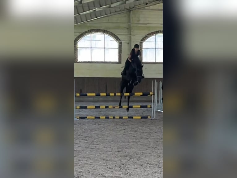 Polish Halfbred Mare 8 years 15,2 hh Black in Słubice