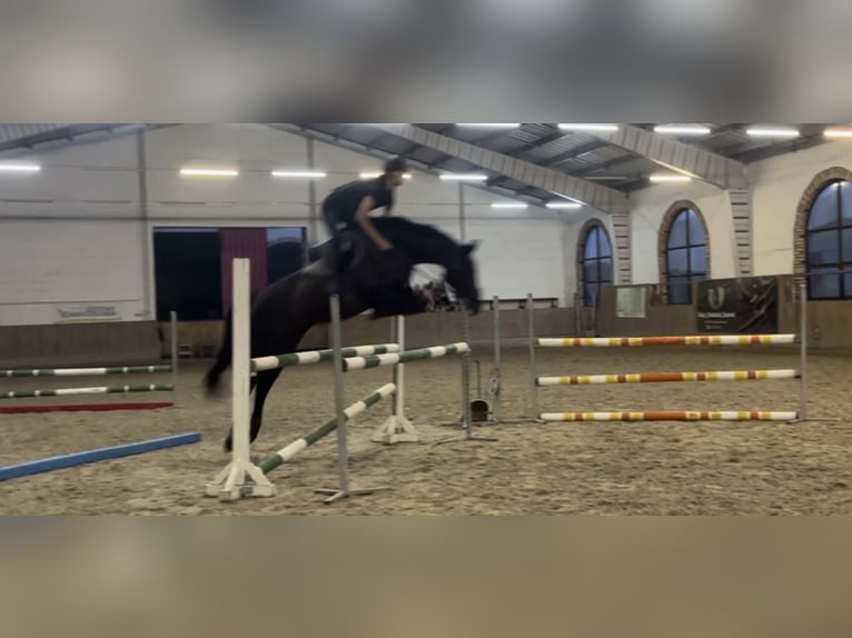 Polish Halfbred Mare 8 years 15,2 hh Black in Słubice