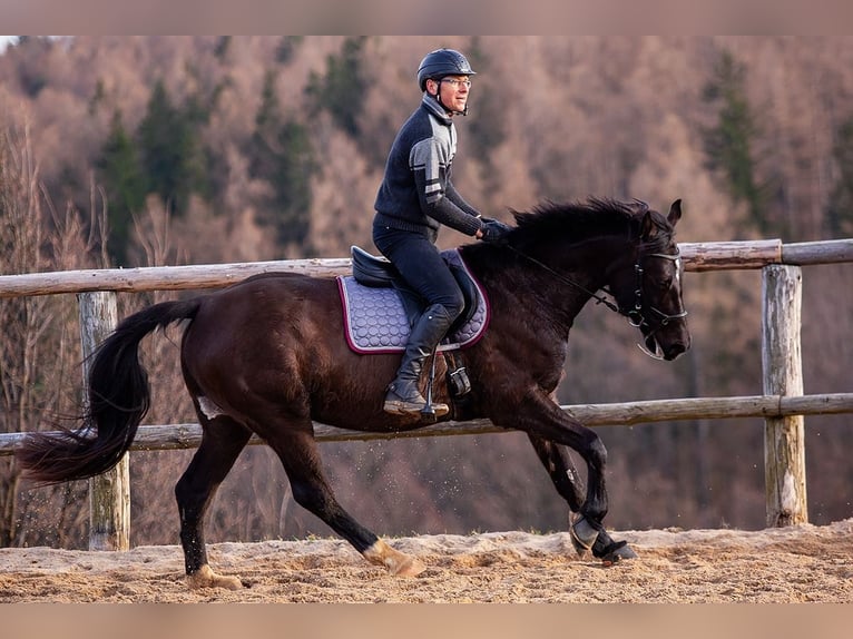Polish Halfbred Mare 8 years 15.3 hh Black in Lutomia Górna