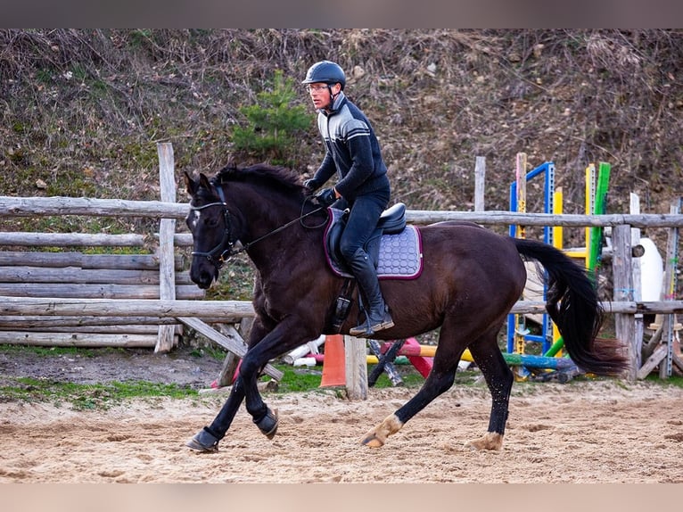 Polish Halfbred Mare 8 years 15.3 hh Black in Lutomia Górna