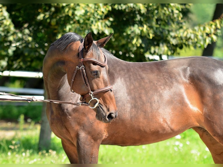 Polish Halfbred Mare 8 years 15,2 hh Bay in Iwno