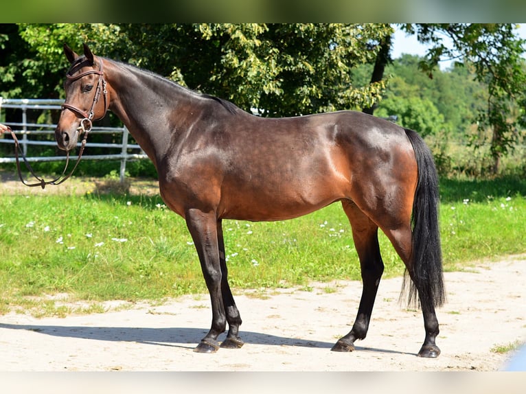 Polish Halfbred Mare 8 years 15,2 hh Bay in Iwno