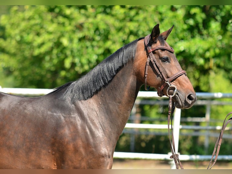 Polish Halfbred Mare 8 years 15,2 hh Bay in Iwno